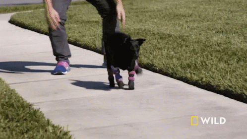 Person Walking Black Dog National Geographic GIF