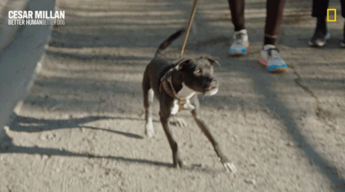 Person Walking Dog Cesar Millan Better Human Better Dog GIF