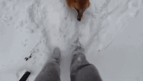 Person Walking in Snow With Fox