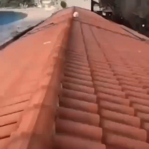 Person Walking On Roof GIF