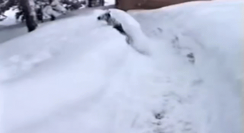 Person Walking Through Snowy Forest GIF