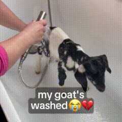 Person Washing Goat in Bathtub My Goat's Washed