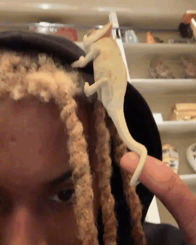 Person With Dreadlocks Holding Chameleon on Head