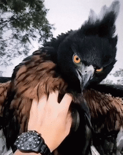 Person with Watch Petting Large Black Bird