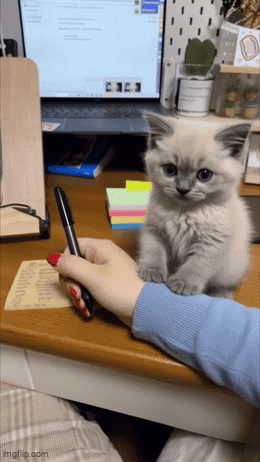 Person Writing While Kitten Watches GIF