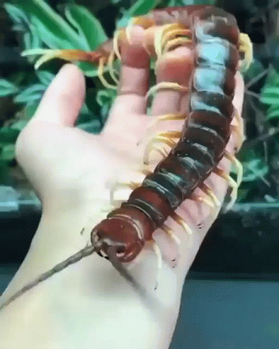 Peruvian Insect Centipede GIF