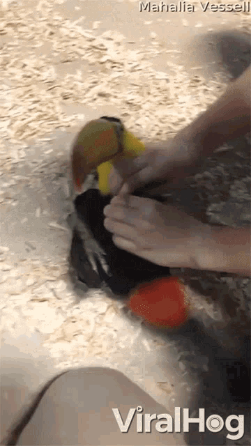 Pet Belly Button Belly Touch Gif GIF