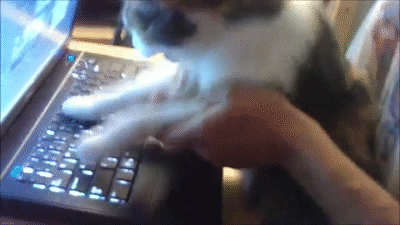 Pet Cat Typing On Laptop GIF