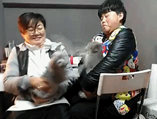 Pet Cats Fight While Owners Laugh GIF