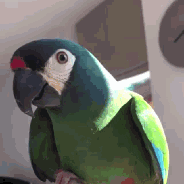 Pet Fun Fun Pet Gif GIF