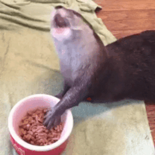 Pet Otter Eating Snacks GIF