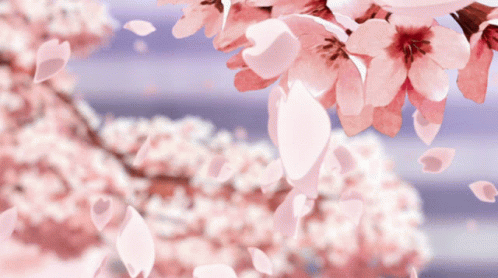 Petals Falling From A Tree With Pink Flowers GIF