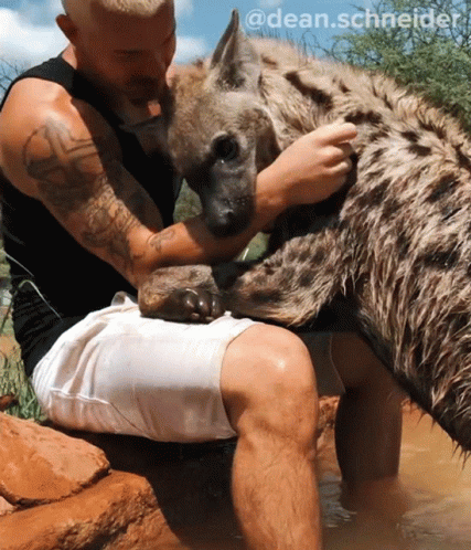 Petting A Wild Hyena GIF