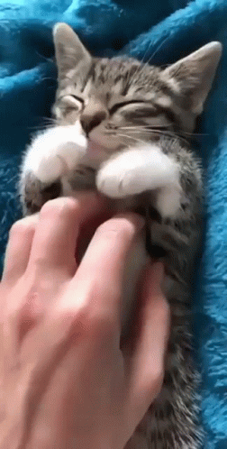 Petting American Shorthair Little Cat GIF