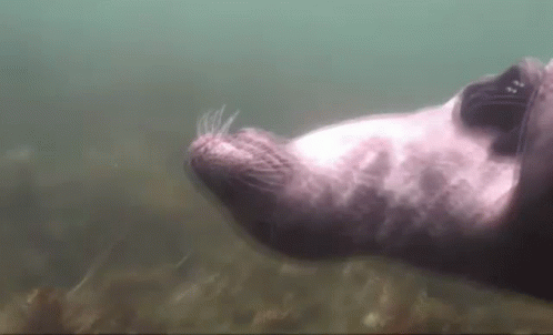 Petting And Belly Scratching Seal GIF