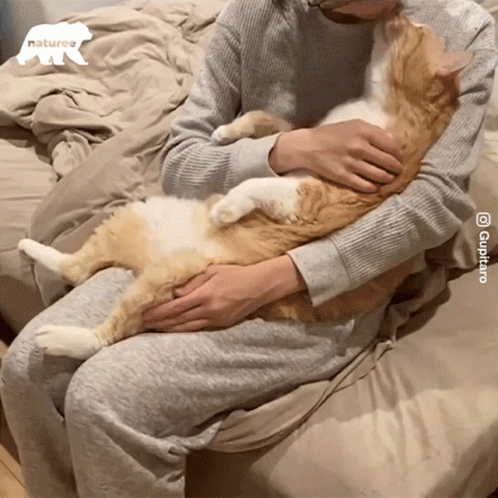Petting And Embracing The Cute Cat GIF