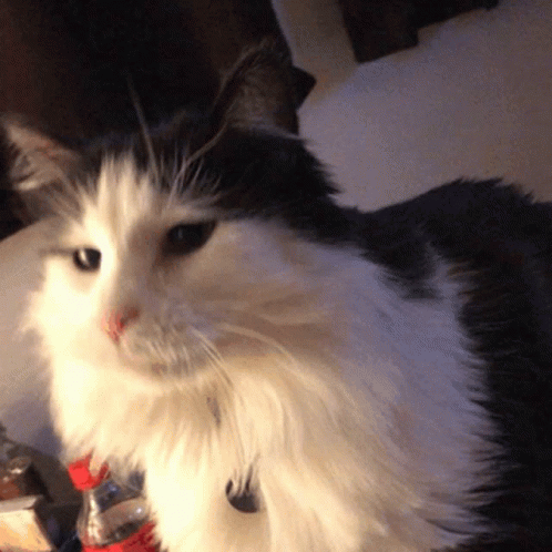 Petting And Stroking Norwegian Forest Cat GIF