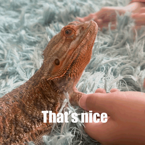 Petting Bearded Dragon That's Nice GIF