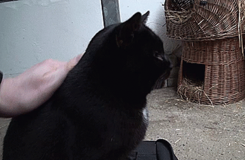 Petting Black Cat GIF