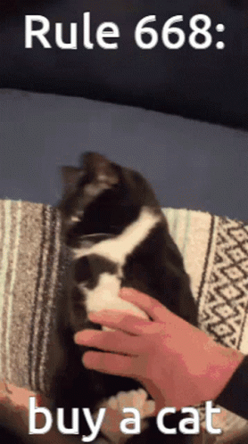 Petting Black White Cat Rule 666 Buy Cat
