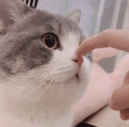 Petting Chubby Cute Cat GIF