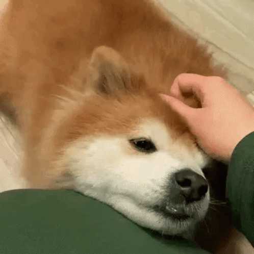 Petting Cute Akita Dog GIF