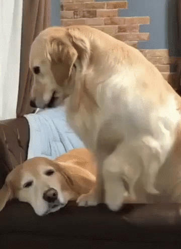 Petting Golden Retriever Dog GIF