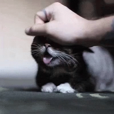 Petting Happy Cute Little Cat GIF