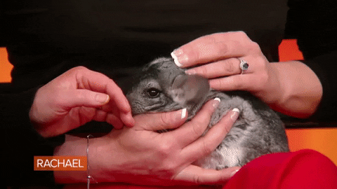 Petting Huge Chinchilla White Sitting On Lap GIF