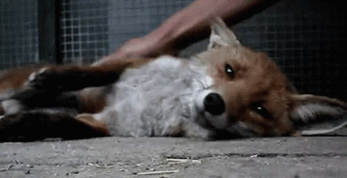 Petting Japanese Red Fox GIF