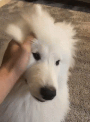 Petting Maluviana Dog GIF