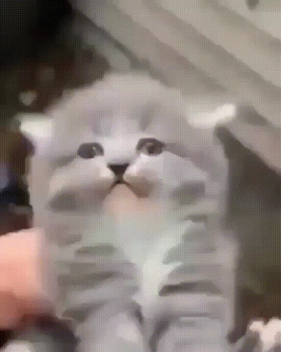 Petting Screaming Cat Meme GIF