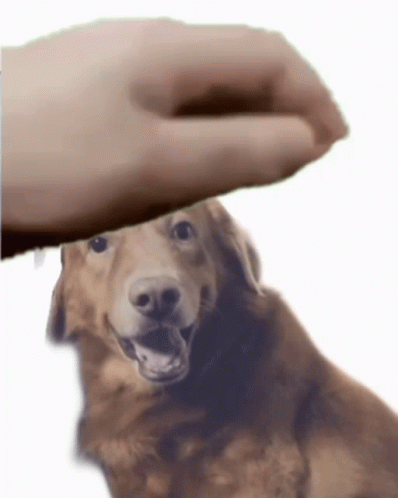 Petting Shy Brown Dog GIF