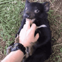 Petting Tasmanian Devil GIF