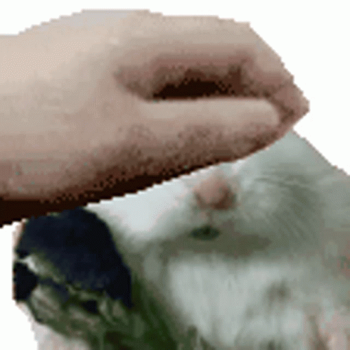 Petting The Bouncy Hampter GIF