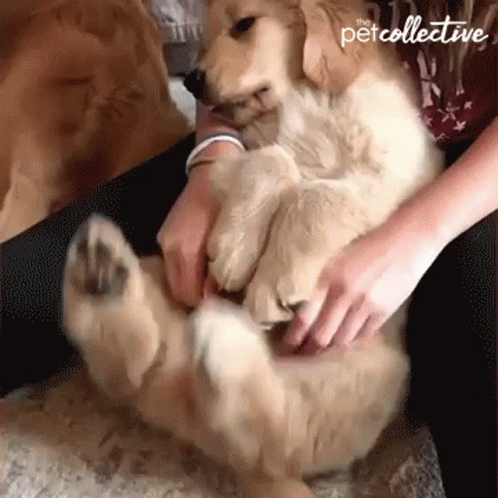 Petting The Clingy Dog GIF