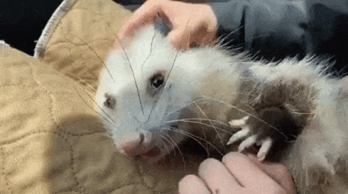 Petting The Cute Possum GIF