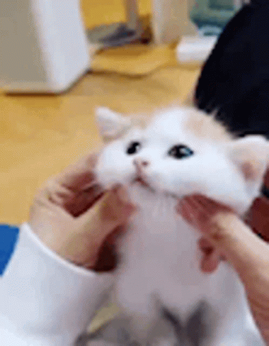 Petting The Cute Turkish Van Cat GIF