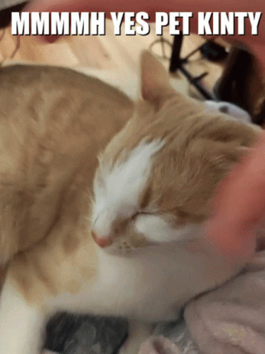Petting The Domestic Shorthair Cat GIF