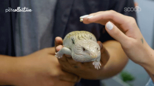 Petting The Scary Lizard GIF