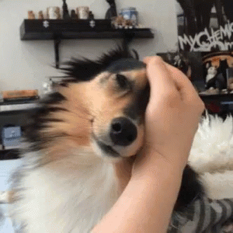 Petting The Sheltie Dog GIF