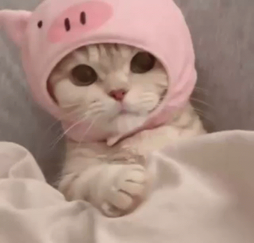 Pfp Cat Wearing Pink Bonnet GIF