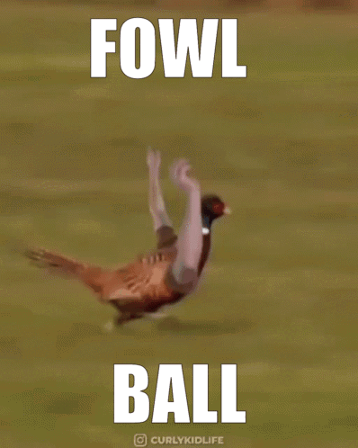Pheasant Flying With Air Fowl Ball