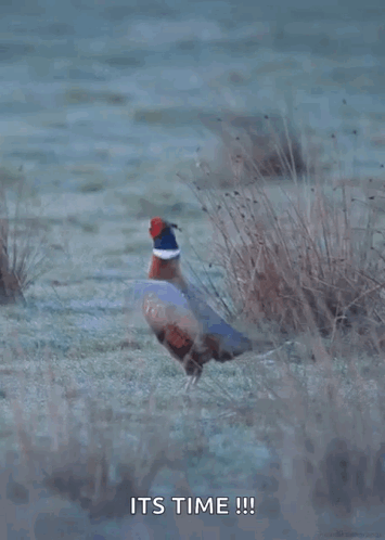 Pheasant in Field Saying It's Time