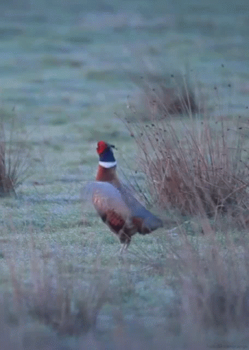 Pheasant Standing in Field With Feathers Spread