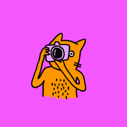 Photographer Cat GIF
