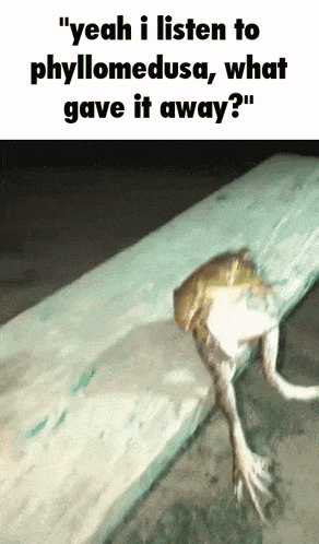 Phyllomedusa Frog Gif GIF