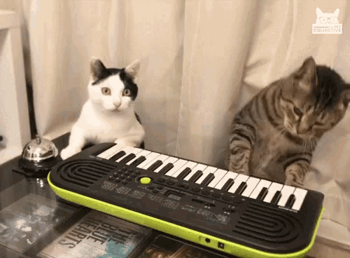Piano Cats Gif GIF