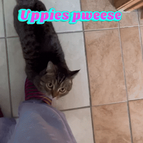 Pick Me Up My Favorite Human GIF