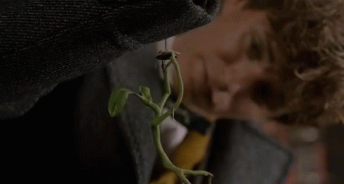 Pickett And Newt Scamander GIF